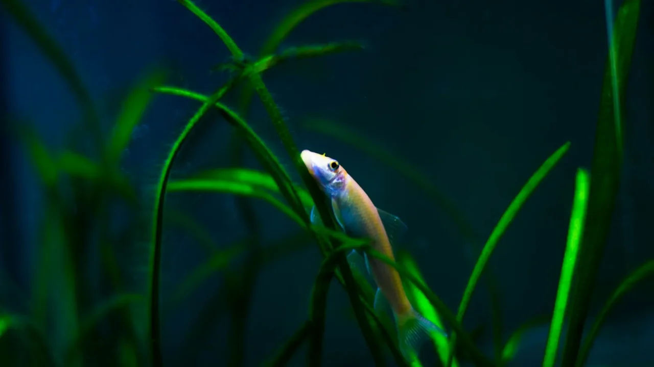 Aquarium Lighting: PAR, Kelvin, and Photoperiod