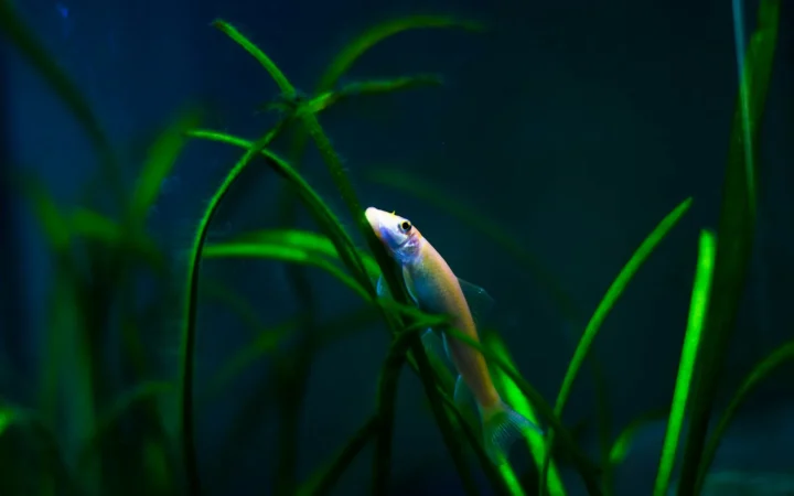 Aquarium Lighting: PAR, Kelvin, and Photoperiod
