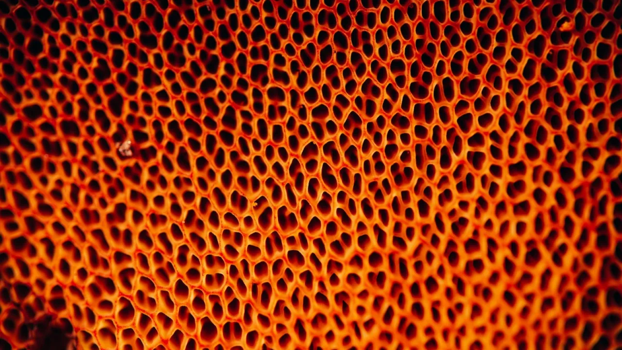Sponge Filters: When They Beat Everything Else