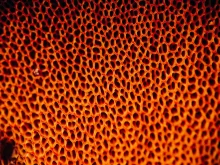 Sponge Filters: When They Beat Everything Else